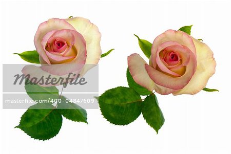 Beautiful roses isolated on white background .