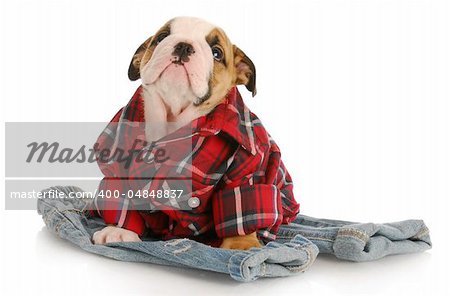 cute puppy - english bulldog puppy wearing plaid shirt sitting on pair of jeans on white background