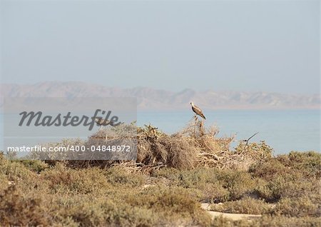 Pair of Ospreys perched on a bush with sea and islands in background