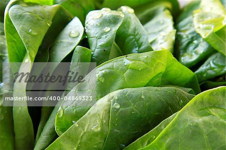 Green fresh spinach on a white plate