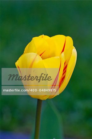 Yellow Tulip with blured background view