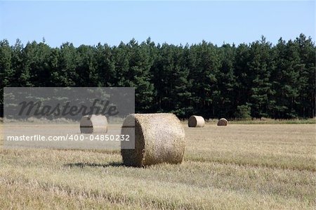 Rolls at wheat field.