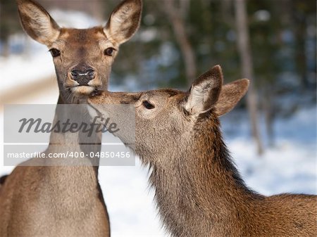 Red deers cuddling in natural environment during winter