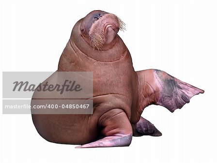 Big Walrus isolated on pure white background