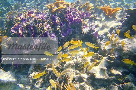coral caribbean reef Mayan Riviera Grunt fish yellow blue stripes