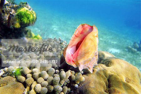 Seashell in caribbean reef colorful sea Mayan Riviera underwater