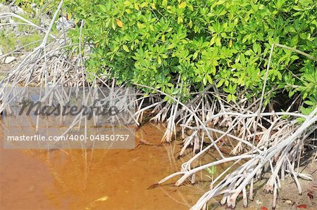 Mangrove plant red water and aerial roots blue sky Mayan Riviera Mexico