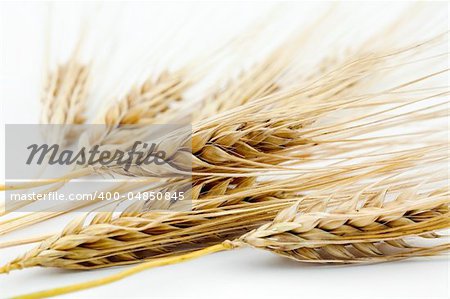 An image of yellow ears of ripe barley