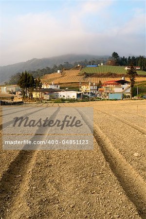 Rural scenery with yellow field and building under clouds and blue sky in morning in Fushoushan Farm, Taiwan, Asia.