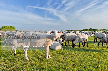 A summer landscape and herd sheep  in the Niedersachsen