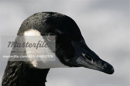 Close-Up Head Shot of a Canada Goose