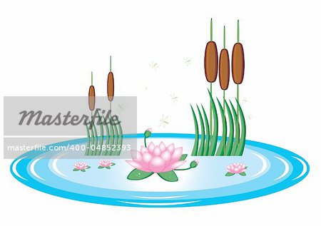 Pond with lily and water reeds. Illustration on white background