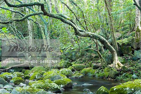 green forest and river