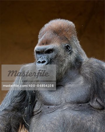 Gorilla in captivity at a zoo