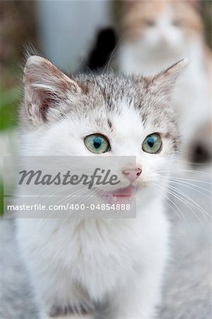 Meowing little kitten with green eyes in the yard
