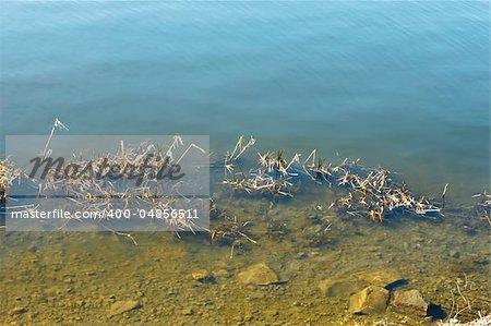 Coastal aquatic vegetation and stones in a river bottom in clear water. Serene spring day