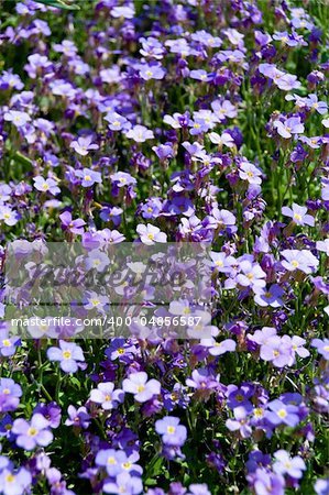 Bunch Of Forget Me Not Flowers In Garden