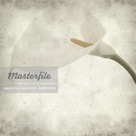 textured old paper background with single white calla lily