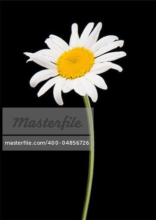 white camomile isolated on black