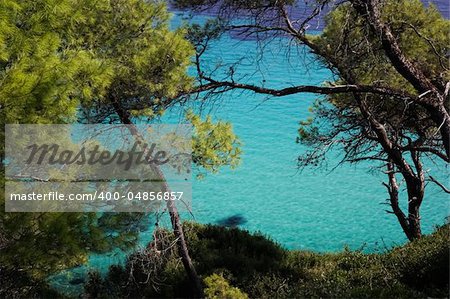 island beach blue diving nature ocean pine