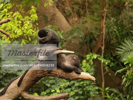 One monkey looking for fleas on another monkey, One monkey looking for fleas on another monkey,