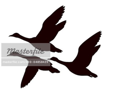 vector silhouette flying ducks on white background