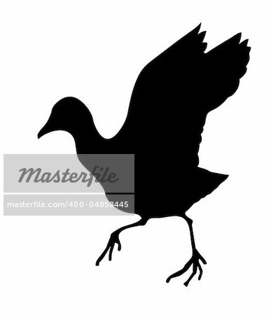 vector silhouette of the wild bird on white background