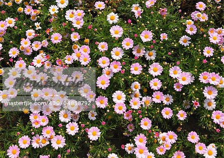 pink flower background