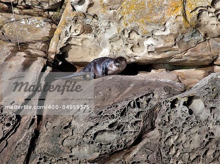 A wild river Otter that likes the ocean photographed on the Belle Chain Islets in Southern British Columbia, Canada.