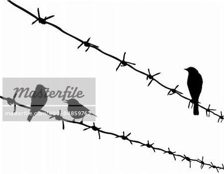 vector silhouette three birds on barbed wire