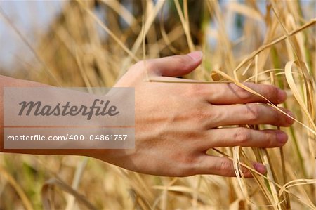 close up of a man's hand touching the grass, 'feeling nature