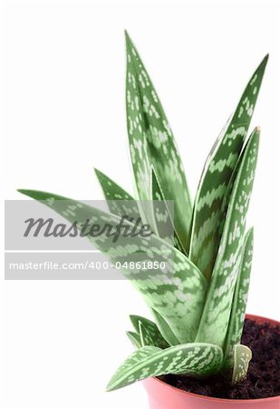 Aloe Vera Variegata plant in the pot