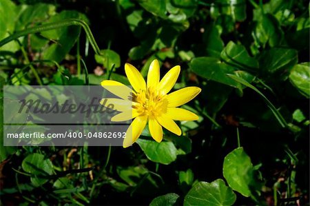yellow flower on the green grass background