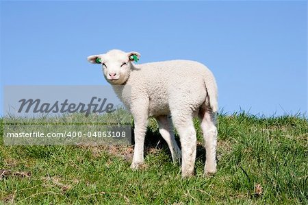 Cute lamb in spring in the meadow, the Netherlands