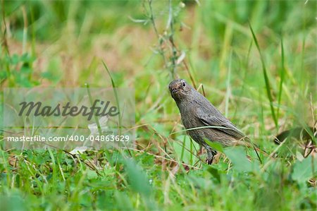 little bird on the grass green