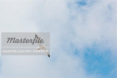 An image of a seagull in the sky