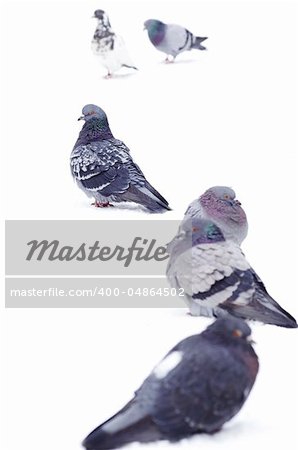 pigeons isolated on white background