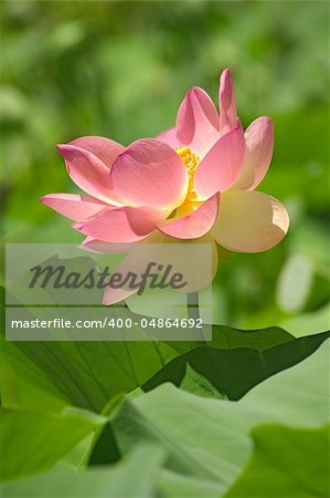 Sacred Lotus water lily nelumbo nucifera among green leaves.  simbolic of perpetual life