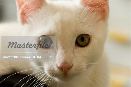 Portrait of a white cat filling whole frame.