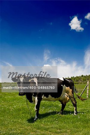 cow in a meadow looking at camera