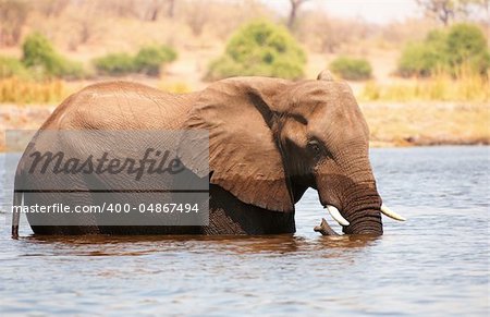 Large African elephant (Loxodonta Africana) standing in the river in Botswana