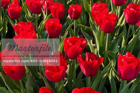 beautiful red tulips in the Noordoostpolder, netherlands