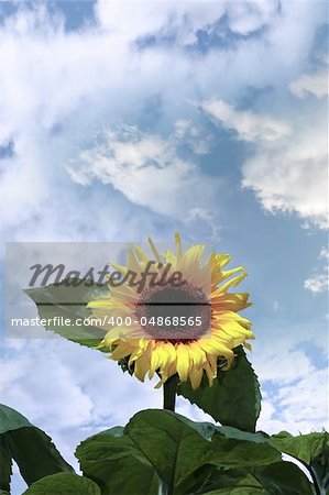 a tall sunflower against a beautiful blue cloudy sky