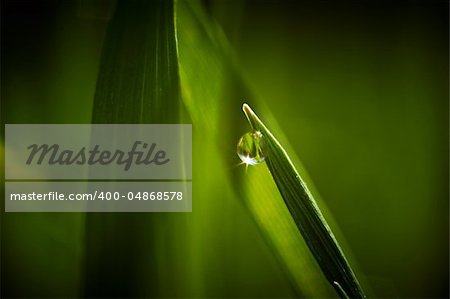 Dew drop on grass macro closeup