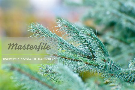 spruce twig on green background