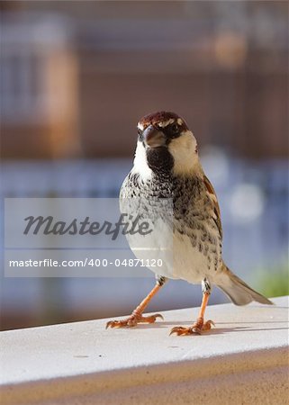 Sparrow perched from Fuerteventura canary islands spain