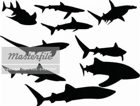 sharks collection - vector