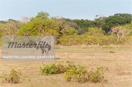 Large Wild Male Elephant in national park; Sri Lanka