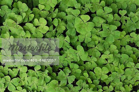 very nice green leafy background from the nature