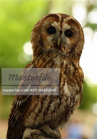 Portrait of a Tawny Owl